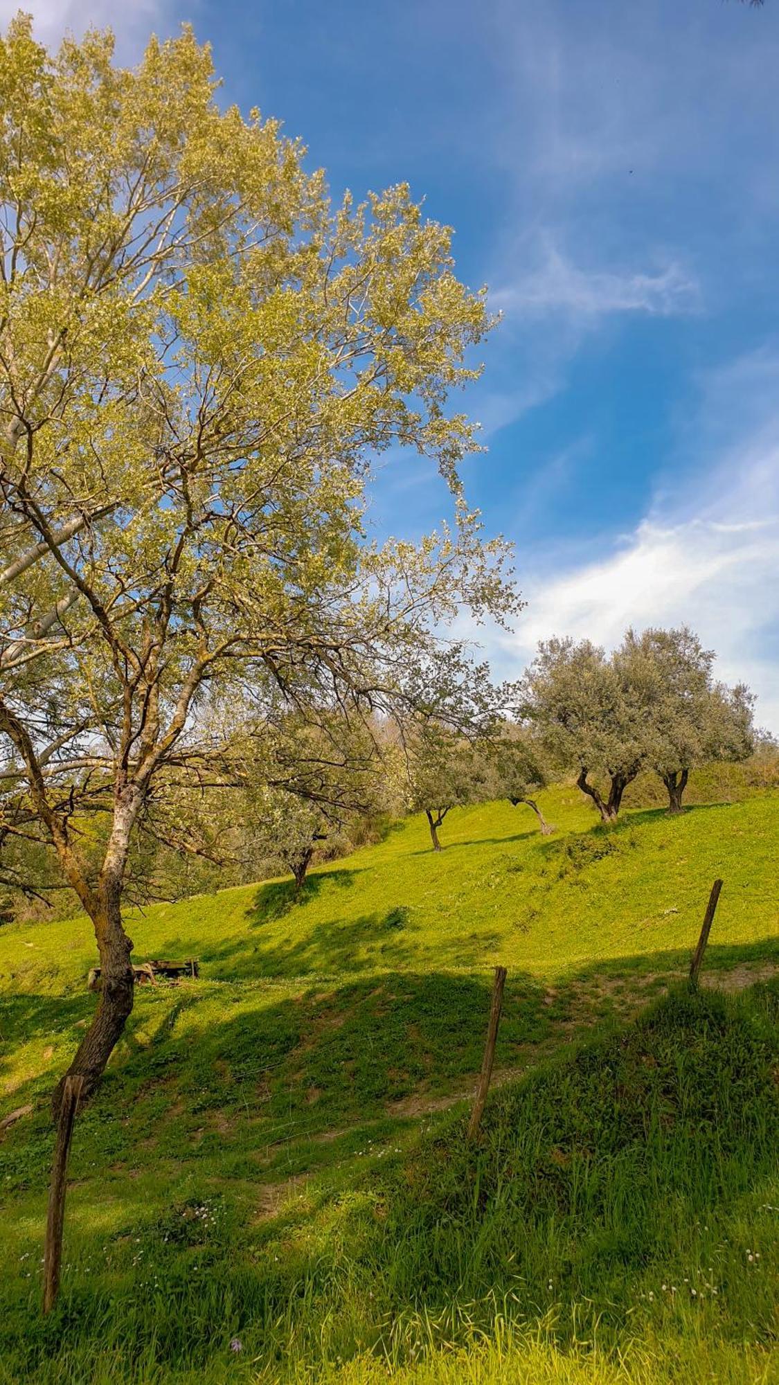 Agriturismo Podere Le Tombe Guest House Palaia Exterior photo